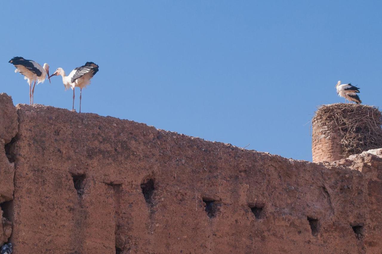 Riad Of The Storks - Exclusive Use For Up To 17 Persons مراكش المظهر الخارجي الصورة
